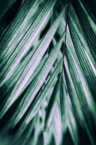 Creative image of a palm leaf