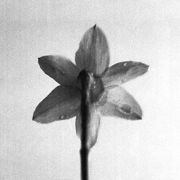 Daffodil on coarse-grain film by Arnold van Rooij