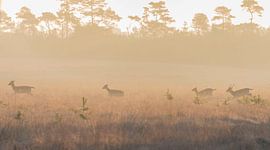 Deer in the morning sun by Ans Bastiaanssen