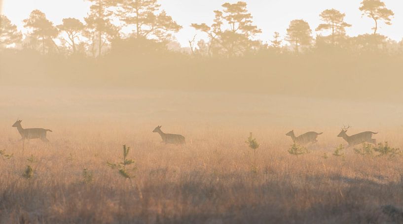 Hirsch in der Morgensonne von Ans Bastiaanssen