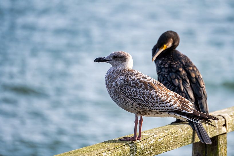 Blick auf eine Möwe auf der Ostsee von Andreas Völkel