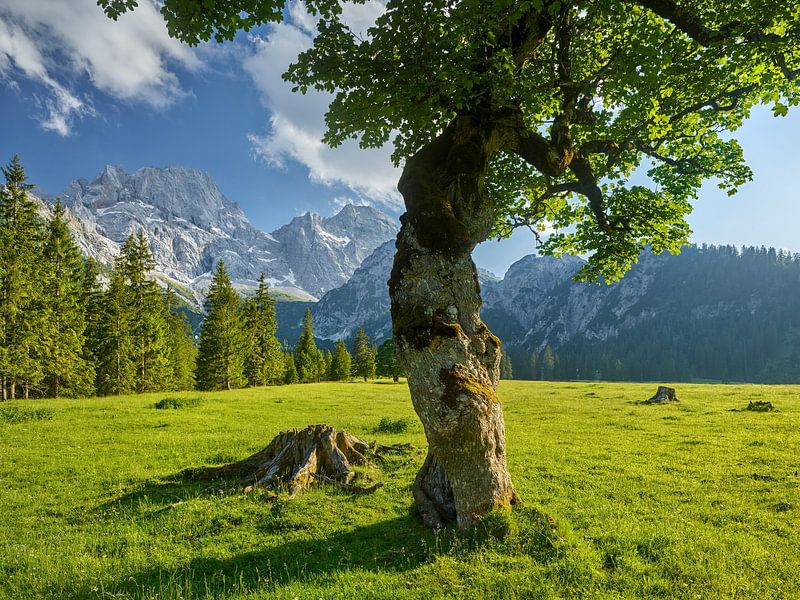 Rontalalm I von Rainer Mirau