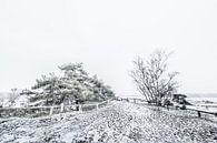 Hulshorsterzand in de sneeuw van Eddy Westdijk thumbnail