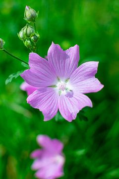 Mauve musquée sauvage (Malva moschata)