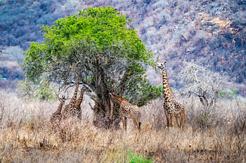 Les girafes et leur repas