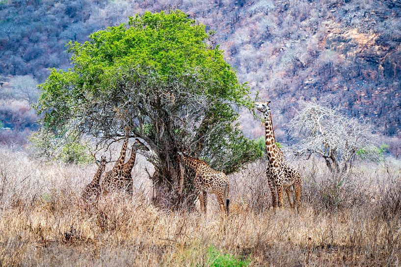 Giraffen und ihr Mittagessen von Cathy Janssens