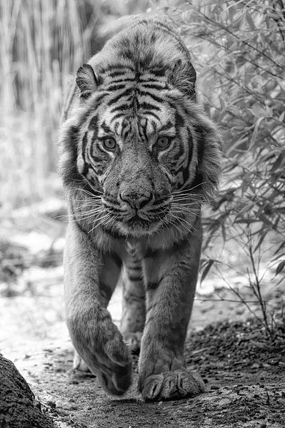 Sibirischer Tiger von Tilly Meijer