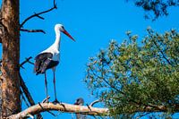 A stork flies far in the sky with blue background