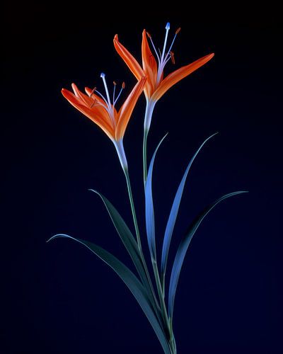 Blumen mit Studiolicht