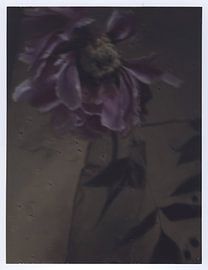 Overblown Peony van David Potter