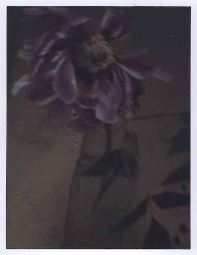 Übertriebene Pfingstrose