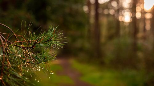 De laatste zon door het dennenbos met grove dennentak met druppels op voorgrond