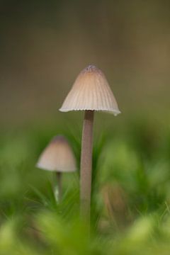 Samen sterk - Twee kleine beige paddenstoelen in het groen van Dagmar Hijmans