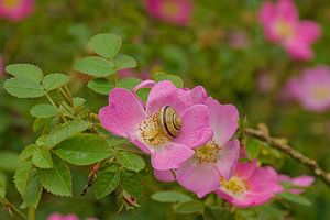 Hausschnecke auf einer Heckenrose