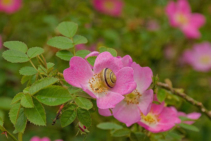 Hausschnecke auf einer Heckenrose von Kristof Lauwers