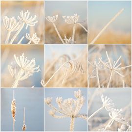 Ripe on reeds by Gretha Andeweg