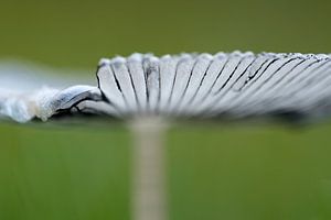 Coprinopsis lagopus von Gonnie van de Schans