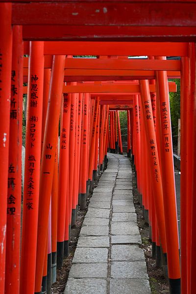 Chemin de la dévotion - Portes de Torii vermillon au sanctuaire de Nezu à Tokyo par Matthias Hauser