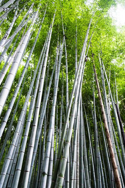 Bamboebomen in  het bamboebos van Kyoto van Ineke Huizing