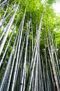 Bamboebomen in  het bamboebos van Kyoto van Ineke Huizing thumbnail