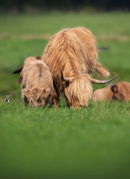 Grinding Highlanders by Paula Darwinkel