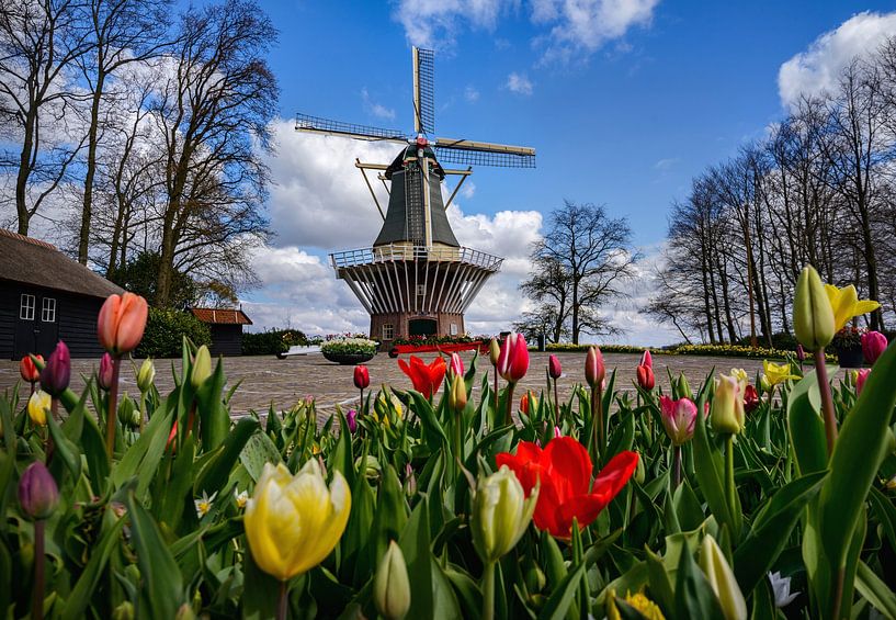 Keukenhof park on a beautiful spring day by Chi