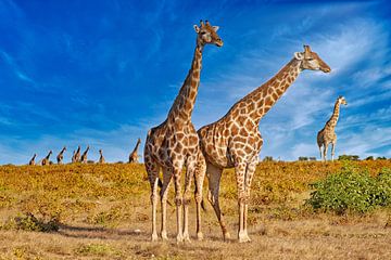 Kudde giraffen in het zonlicht, Namibië
