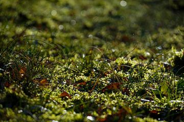 les véhicules à plancher surbaissé sur foto's van gijs