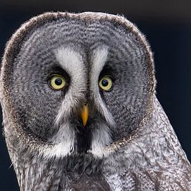 Lapland owl, portrait by Jan van Vreede