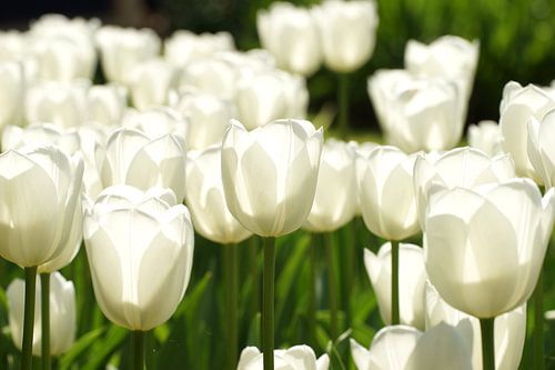 Witte tulp