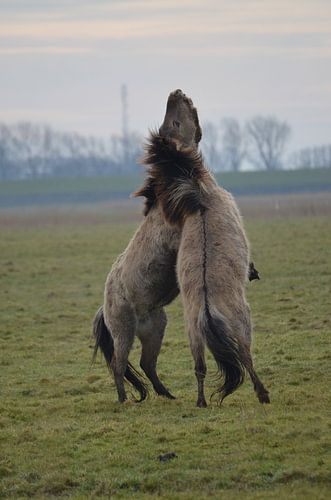 De strijd van de mannen