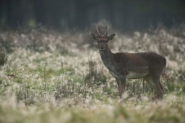 Fallow Deer ( Dama dama ), young animal, pointy antlers at dawn, on a dew covered meadow, wildlife,  by wunderbare Erde
