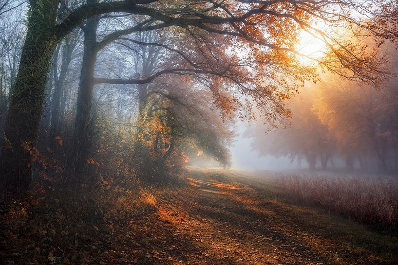 The Cold Breath of the Morning by Arjen Roos