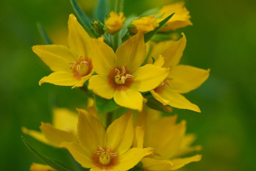 purple loosestrife by Karin Jähne