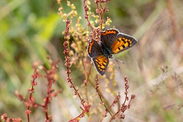 Schmetterling von Marco Linssen