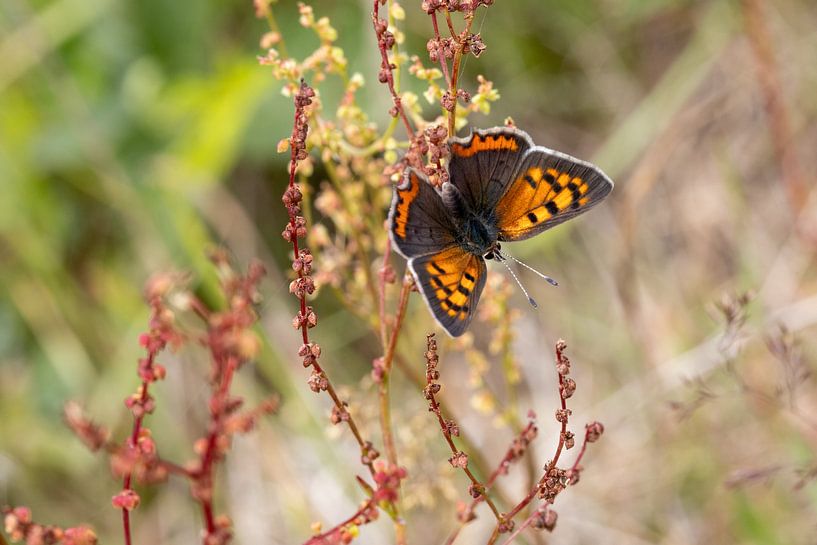 Schmetterling von Marco Linssen