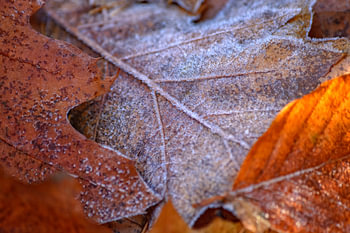 Die ersten gefrorenen Herbstblätter