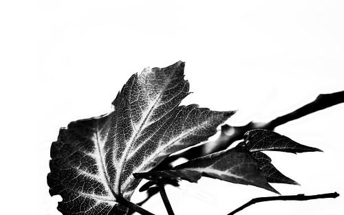LEAVES MONOCHROM v6