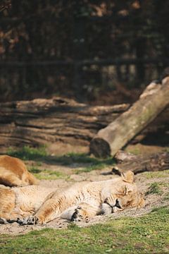 Sleeping Lion by Leen Van de Sande