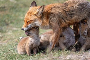 Mother's child by Brigitte Mulders