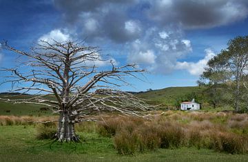 Chalet blanc abandonné dans un paysage du Northland (Nouvelle-Zélande) sur Albert Brunsting