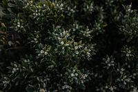 Plante indigène australienne