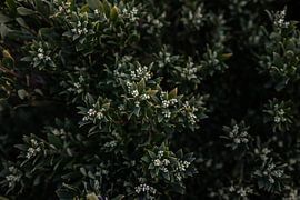 Plante indigène australienne