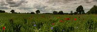 Fieldflowers panorama