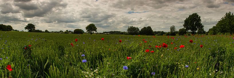 Veldbloemen panorama van Maurice Hertog