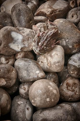Coast Normandy fish stones