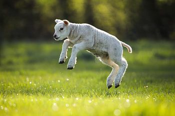Springend lammetje