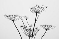 Schwarz-Weiß-Winterpflanze von Tania Perneel Miniaturansicht