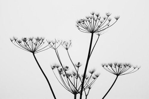 zwart witte winterplant