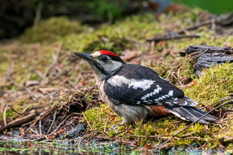 Pic épeiche par Merijn Loch